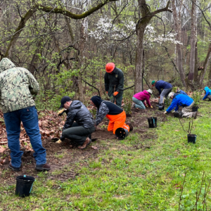 Group planting trees